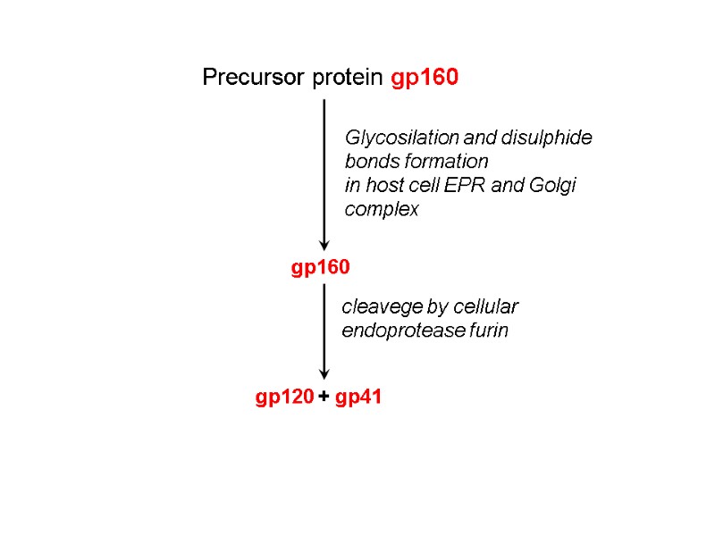 Precursor protein gp160 Glycosilation and disulphide bonds formation in host cell EPR and Golgi